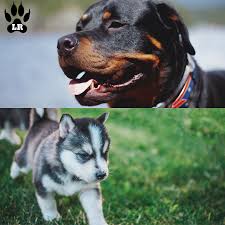 The Rottweiler Husky Mix Aka The Rottsky Labrottie Com