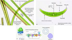 Check spelling or type a new query. General Differences Between Prokaryotes And Eukaryotes Visualized By A Download Scientific Diagram
