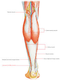 With aging and overuse, the achilles tendon is subject to degeneration within the substance of the tendon. Easy Notes On Calcaneal Achilles Tendon Learn In Just 3 Minutes Earth S Lab
