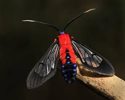 The caterpillar is quite harmless. Cocoon Pupa Of Scarlet Bodied Wasp Moth Cosmosoma Myrodora Bugguide Net