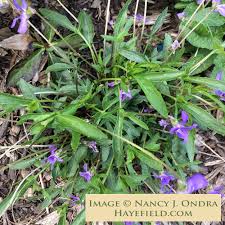 Image result for Launaea violacea