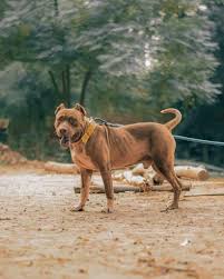 His name is eddie and he is a black/brindlish and white pitbull. Why Do Some People Crop Pitbull Ears The Truth Behind This Controversial Practice Your Dog Advisor