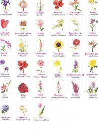 Yet all have one thing in common talliston means 'the hidden place'. An Overview Of Different Flowers And Their Respective Meanings Beautiful Flowers Photography Flower Meanings Plants