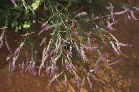 Image result for Hermbstaedtia scabra