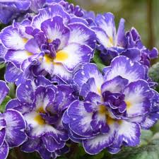 Image result for Primula