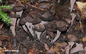 Image result for Craterellus fallax