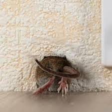 Read ©terms of use & copyright© before downloading the sound: I M Hearing Something In The Walls Is It A Mouse Or Something Else