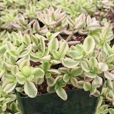 Image result for Crassula granvikii