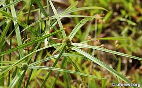 Image result for Kyllinga squamulata