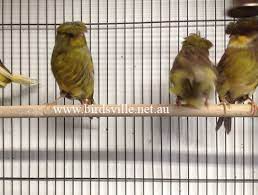 The norwich canary was brought to norwich, england by flemish refugees over 300 years ago where the canary became very popular and eventually took on the name of the town. Norwich Canary Information Birdsville