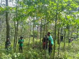This tree was known as the lawang tree and discovered on two small islands on the indonesian archipelago which made paramao's root oil very rare indeed! Restoring The Forest In Gunung Leuser Rainforest Projects