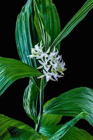 Image result for Corymborkis