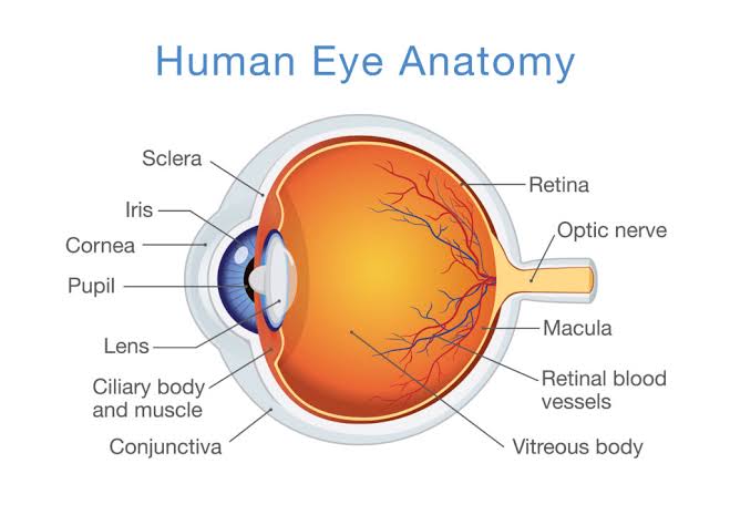 Image result for vitreous eye part