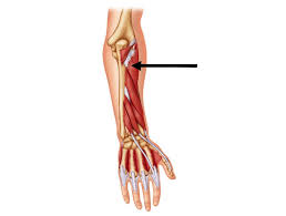 Other muscles, such as vastus lateralis and vastus medialis, indicate their location by including. The Muscles Of The Arm And Hand Anatomy Medicine Com