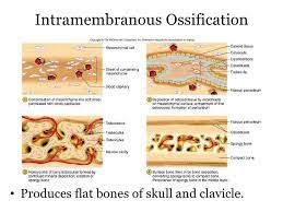 Anatomy And Physiology Medical Billing And Coding Endocrine System