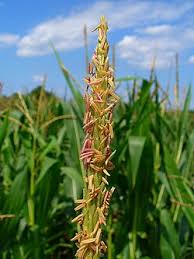 Image result for Zea mays