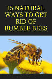 Early in the spring, the females of bumble bees climb out of turf, where they spent the winter, fly slowly over the ground, searching for a place to nest. 15 Natural Ways To Get Rid Of Bumble Bees Bumble Bee Nest Bee Repellent Bumble Bee