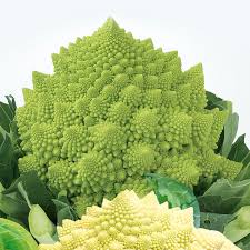 How to plant broccoli seeds in garden. White Cauliflower Seed Vegetable Garden Potted Delicious Broccoli Seeds Other Seeds Bulbs Home Garden