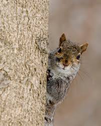 The key is to have small feeders that don't accommodate big birds so finches, sparrows, and others can still have a place for lunch. Squirrel Special Forces Team Funny Story Worth Sharing