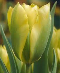 Tulip Formosa Green Tulips Tulips Flower Bulbs Index Bulb Flowers Tulips Flowers