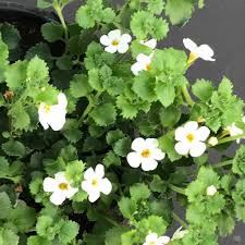 Image result for Bacopa floribunda