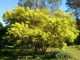 Image result for Acacia goetzei