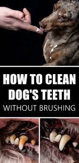 3 Ways You Can Totally Clean Your Dog S Teeth At Home Dog Teeth Cleaning Dog Teeth Canine Care