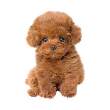 Free 2 Day Shipping Buy Inkach Realistic Teddy Dog Lucky Handmade Realistic Figure Toy Dog Plush Stuffed Anim At Walmart Com In 2020 Teddy Dog Soft Toy Dog Plush Dog