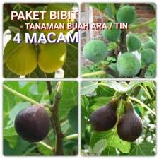 Pandangan ck mengapa pokok tin perlu dicantas. Jual Bibit Tanaman Buah Tin Murah Harga Terbaru 2021