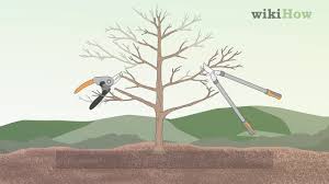 Order now for fall or spring. How To Prune Apple Trees 11 Steps With Pictures Wikihow