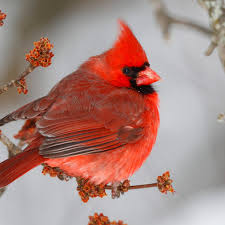 We did not find results for: Cardinal National Geographic