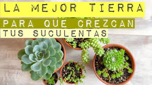 El suelo debe ser humedecido un poco antes de la siembra, pero los cortes no se debe regar durante al menos dos semanas. La Mejor Tierra Para Crecer Mucho Tus Suculentas Youtube
