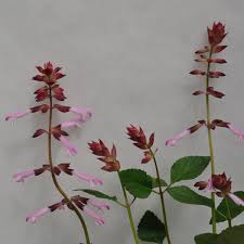 Image result for Satyrium buchananii