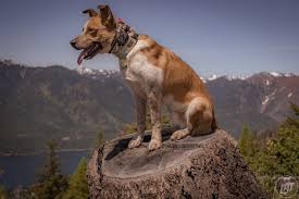 How to introduce a shock collar to a dog for best results. 9 E Collar Training Myths Busted Long Haul Trekkers