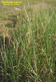 Image result for Panicum repentellum