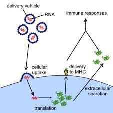 From wikimedia commons, the free media repository. The Science Behind Covid 19 Vaccines World Socialist Web Site