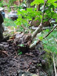 Mengenal dan melihat langsung bentuk daun, batang pohon bahan bonsai rukem (flacourtia indica) di habitatnya di alam liar. Bahan Bonsai Bogo Rukem Mame Shopee Indonesia