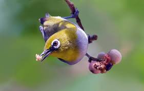 We did not find results for: Burung Pleci Ciri Ciri Variasi Keunikan Beserta Cara Merawatnya