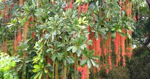 Image result for Barringtonia