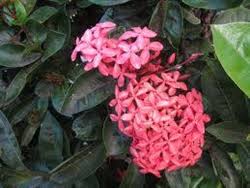 Image result for Ixora seretii