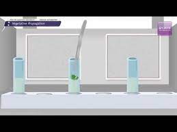 Maybe you would like to learn more about one of these? Plant Tissue Culture Types Techniques Process And Its Uses