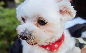 You can use one part of hydrogen peroxide and add four parts of water. Best Dog Food For Tear Stains 2021 Picks The Dog Tale