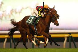府中牝馬s 追い切り良好のラッキーライラック あとはどこまでやれるか 2019年10月06日 日 18時00分 9 ラッキーライラック ヴィクトリアマイルのように自分の持ち味を活かせるか 撮影 下野雄規 府中牝馬s出走予定馬頭のレース1週間前の厩舎