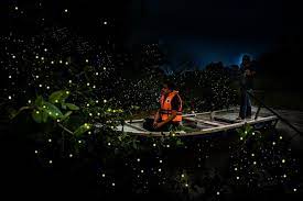 Useful tips for kuala selangor firefly tour. The Perfect Place For Magic Kuala Selangor Fireflies Tour Private 2021 Kuala Lumpur