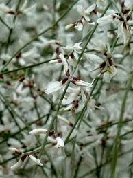 Image result for Retama monosperma