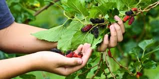 Mulberry vinegar in an 8 ounce glass. Mulberry Fruit Spice Park