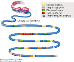 Biological Science Freeman 6th Edition Quizlet Biol2170 Chapter 13 Diagram Quizlet