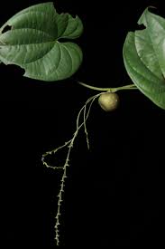 Image result for Dioscorea asteriscus