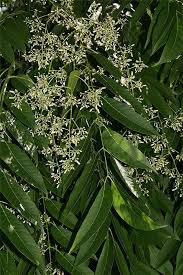 Image result for Cedrela