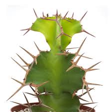 Image result for Euphorbia unicornis